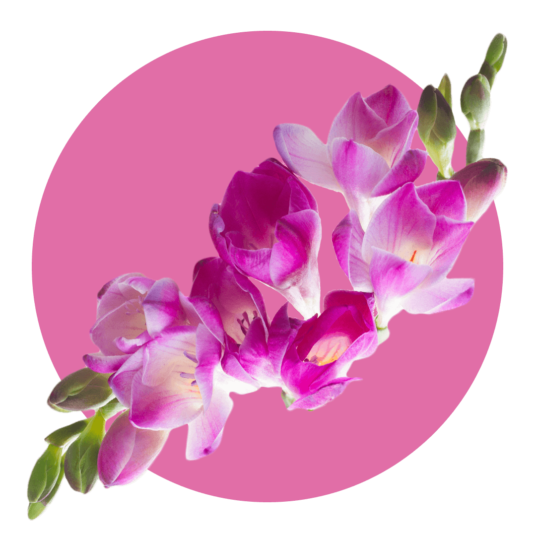 Vine of freesia with pink and white flowers