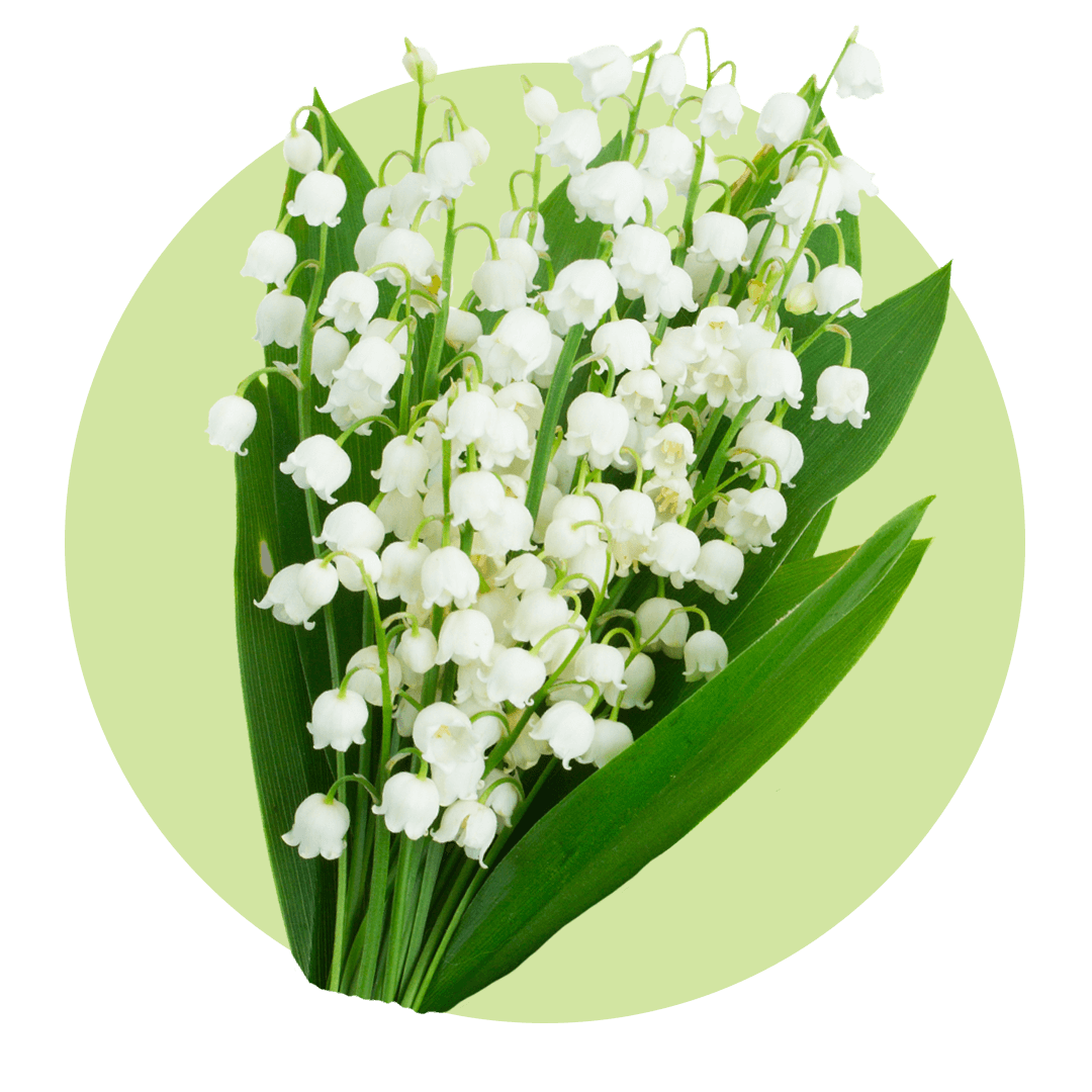 White flowering lily of the valley flower