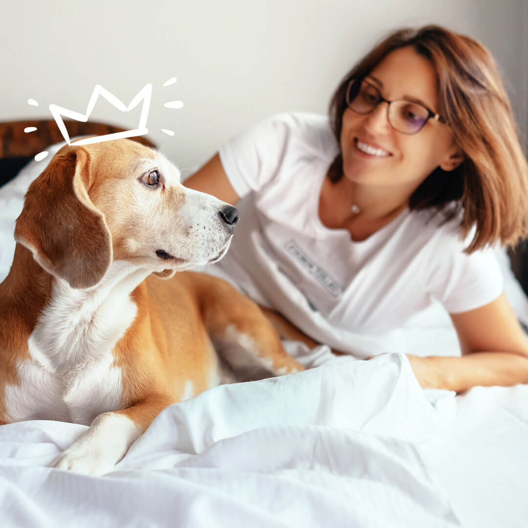 Women looking at her beagle with a crown on