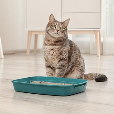Cat next to litter tray