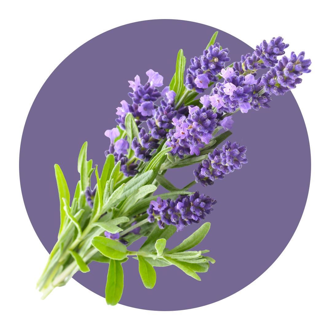 Lavender cutting