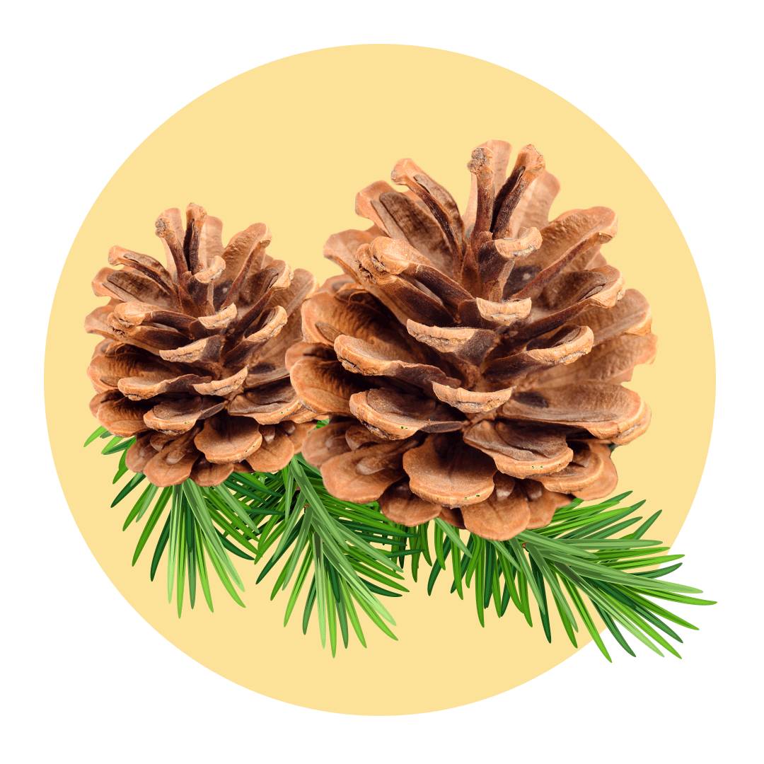 Pine cones on fern