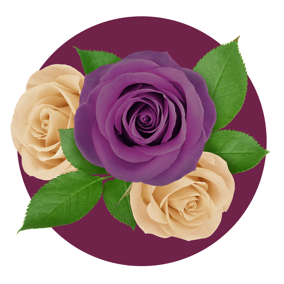 Purple and pink roses