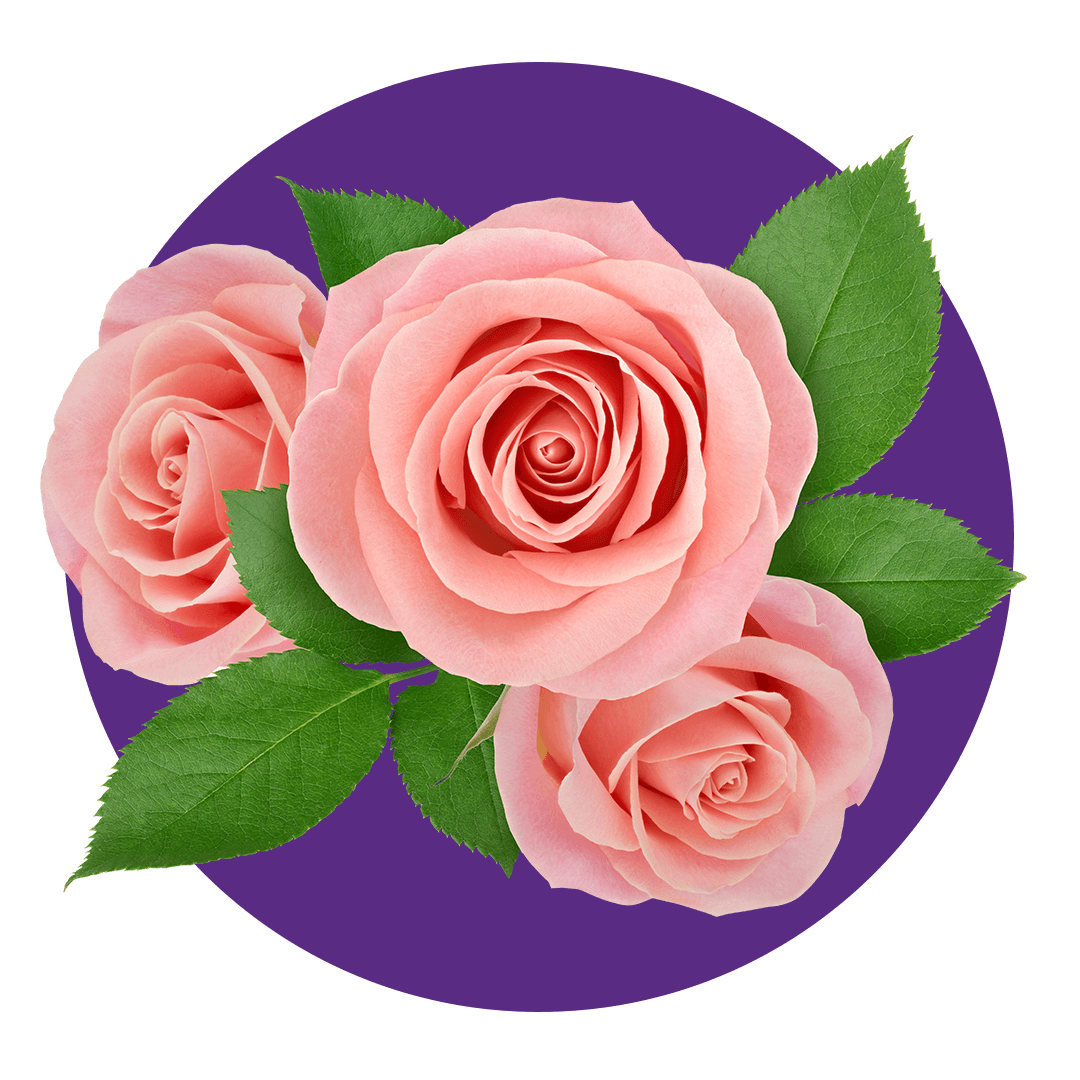 Pink roses
