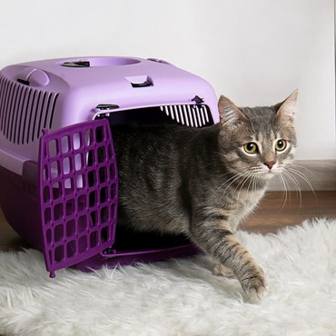 Cat coming out of purple carry basket