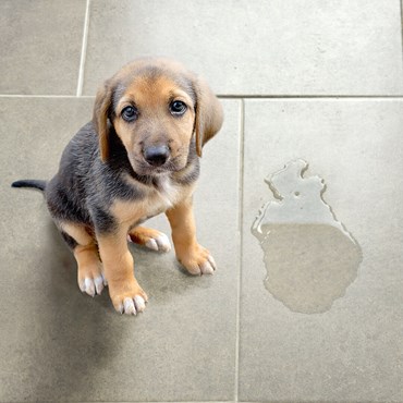 Puppy puddle