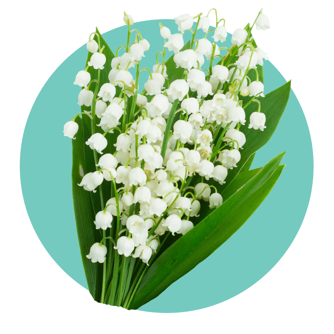 White flowering lily of the valley flowers
