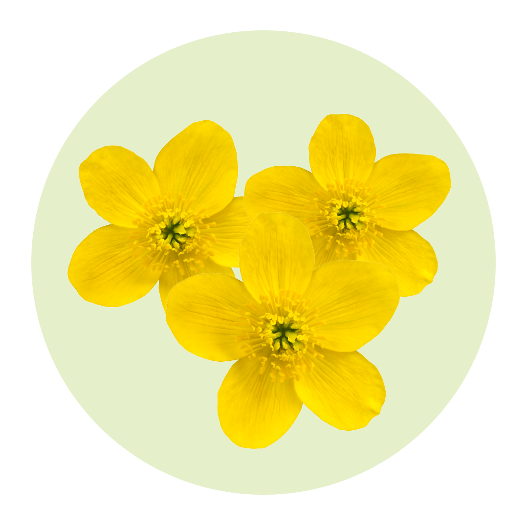 Three yellow wild flowers