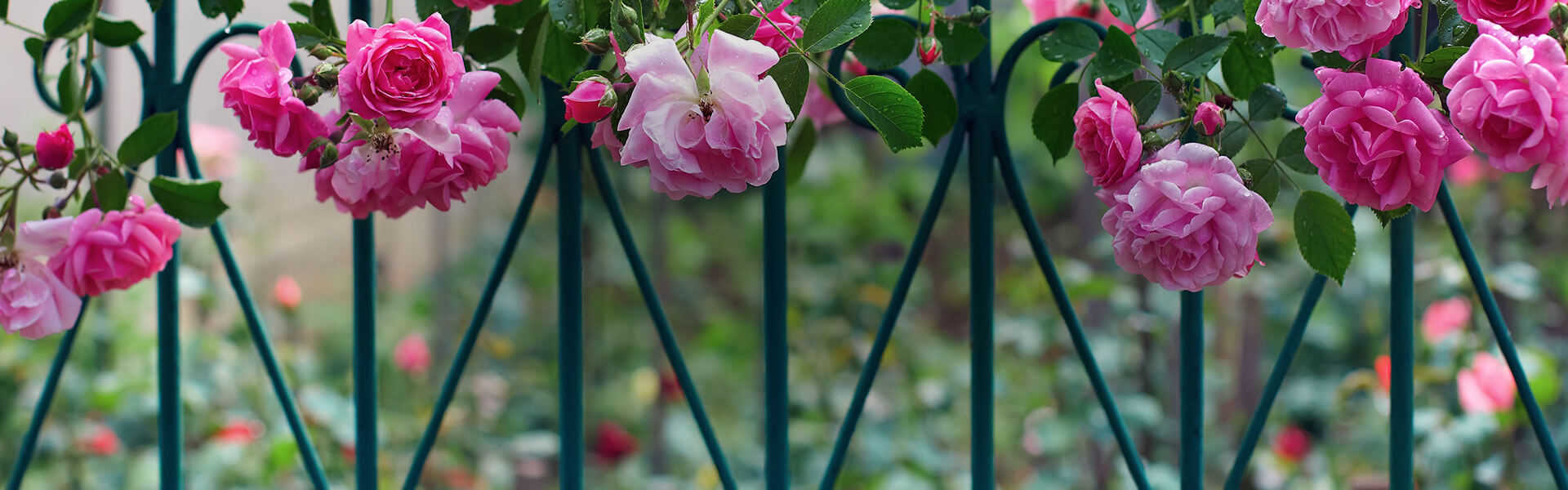 Landscape of roses hanging over cast iron gate