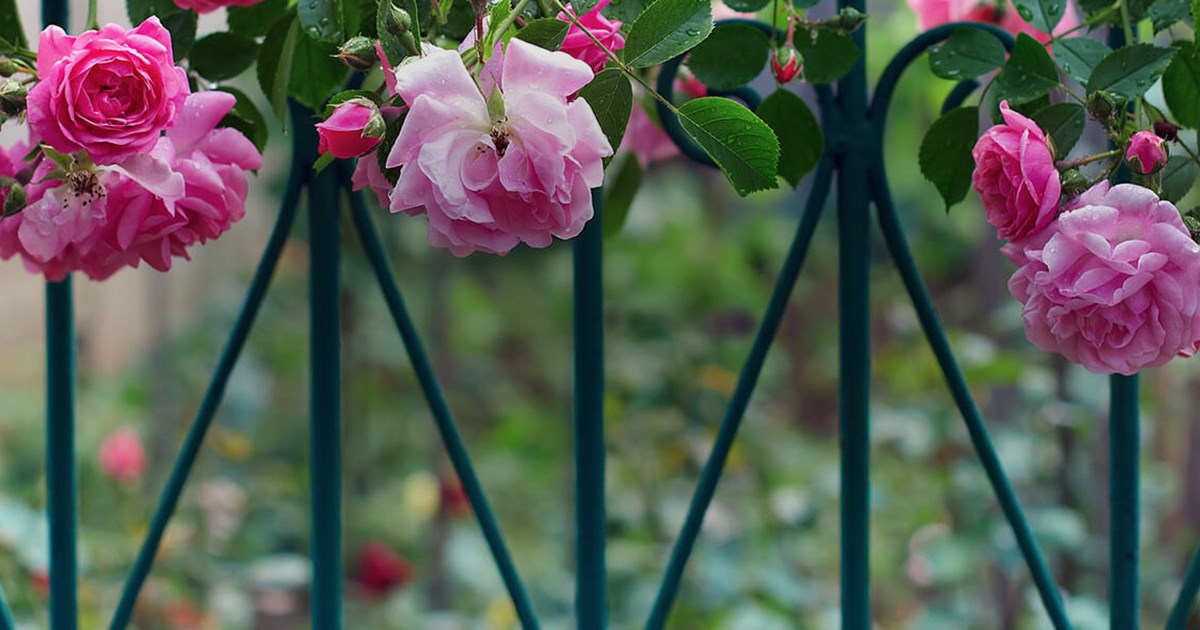 Secret Garden | Fragrant Multipurpose Disinfectant | Zoflora