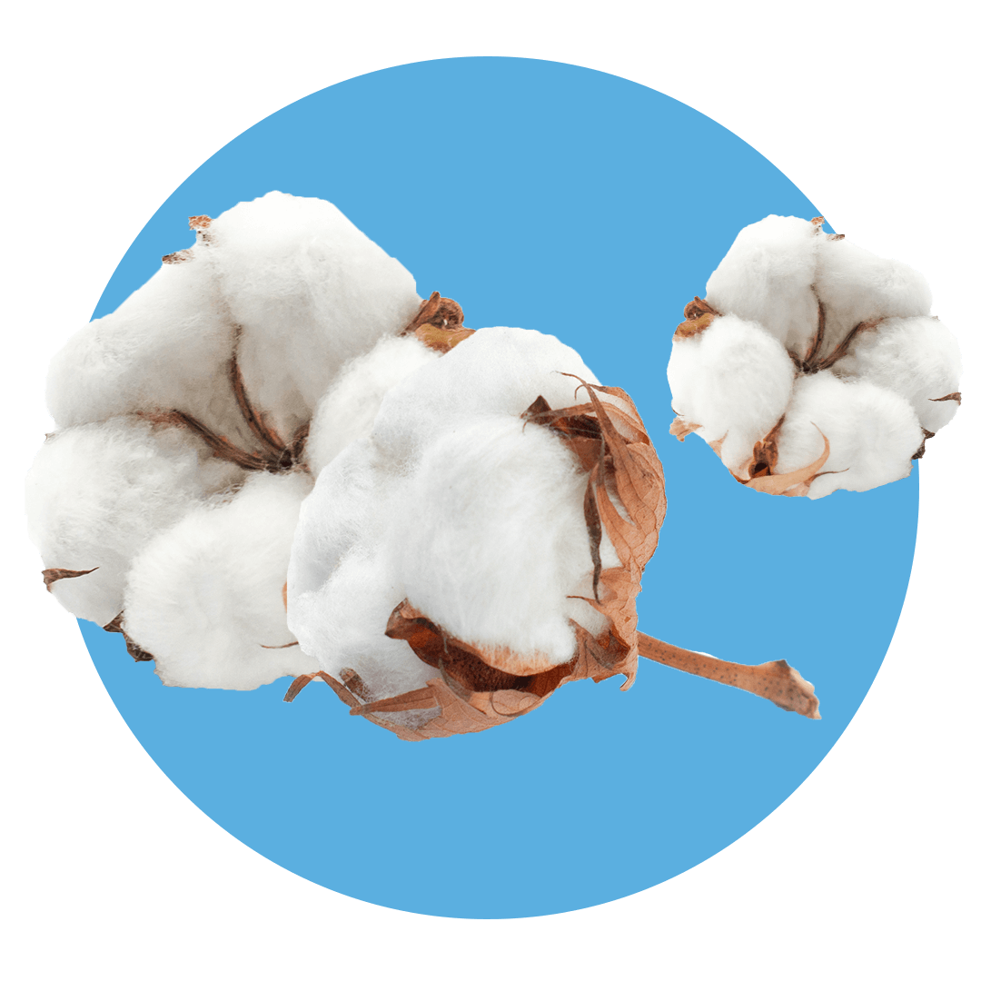 Flowering cotton plant