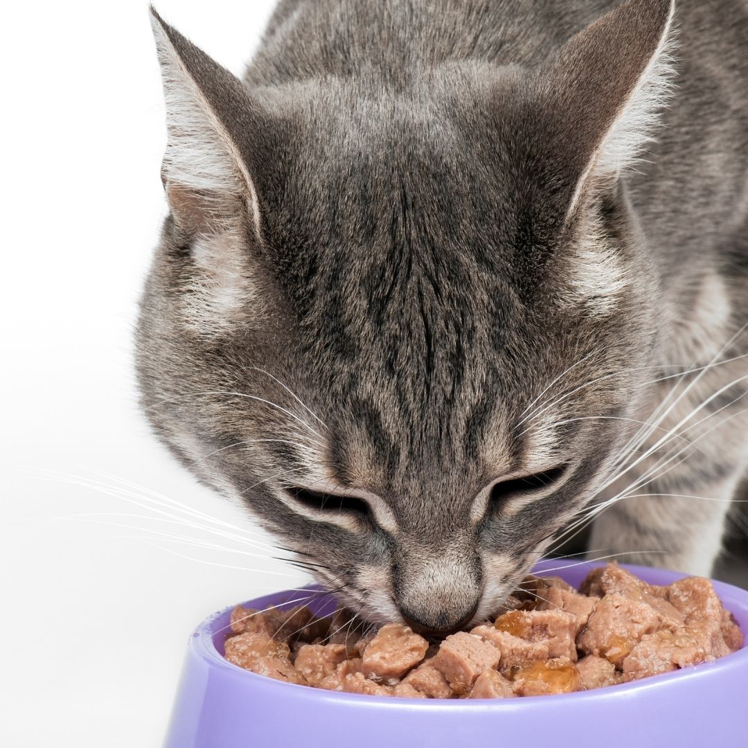 Коту можно чай. Кошка кушает. Корм для кошек. Питание кошек. Еда для котов лечебная.