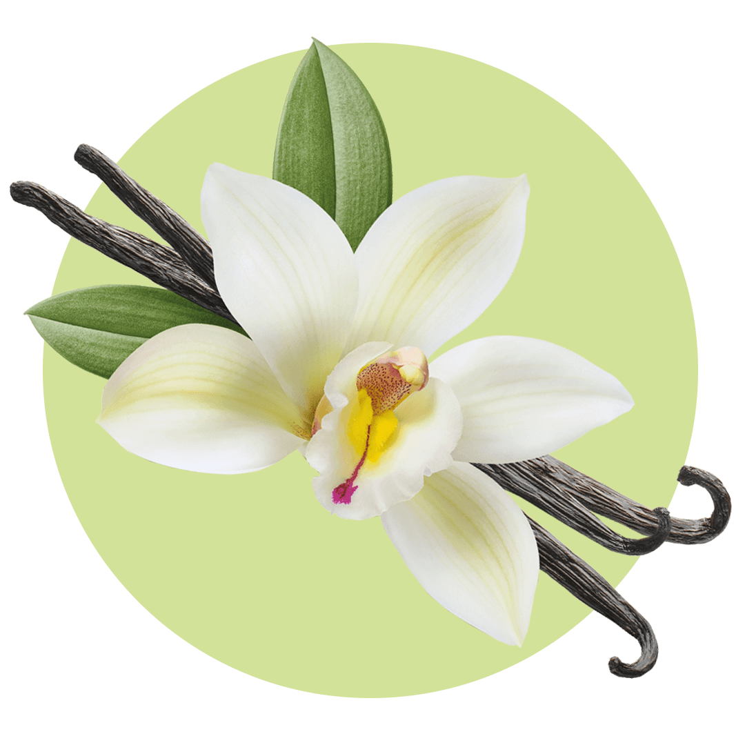 Vanilla pods with white flower