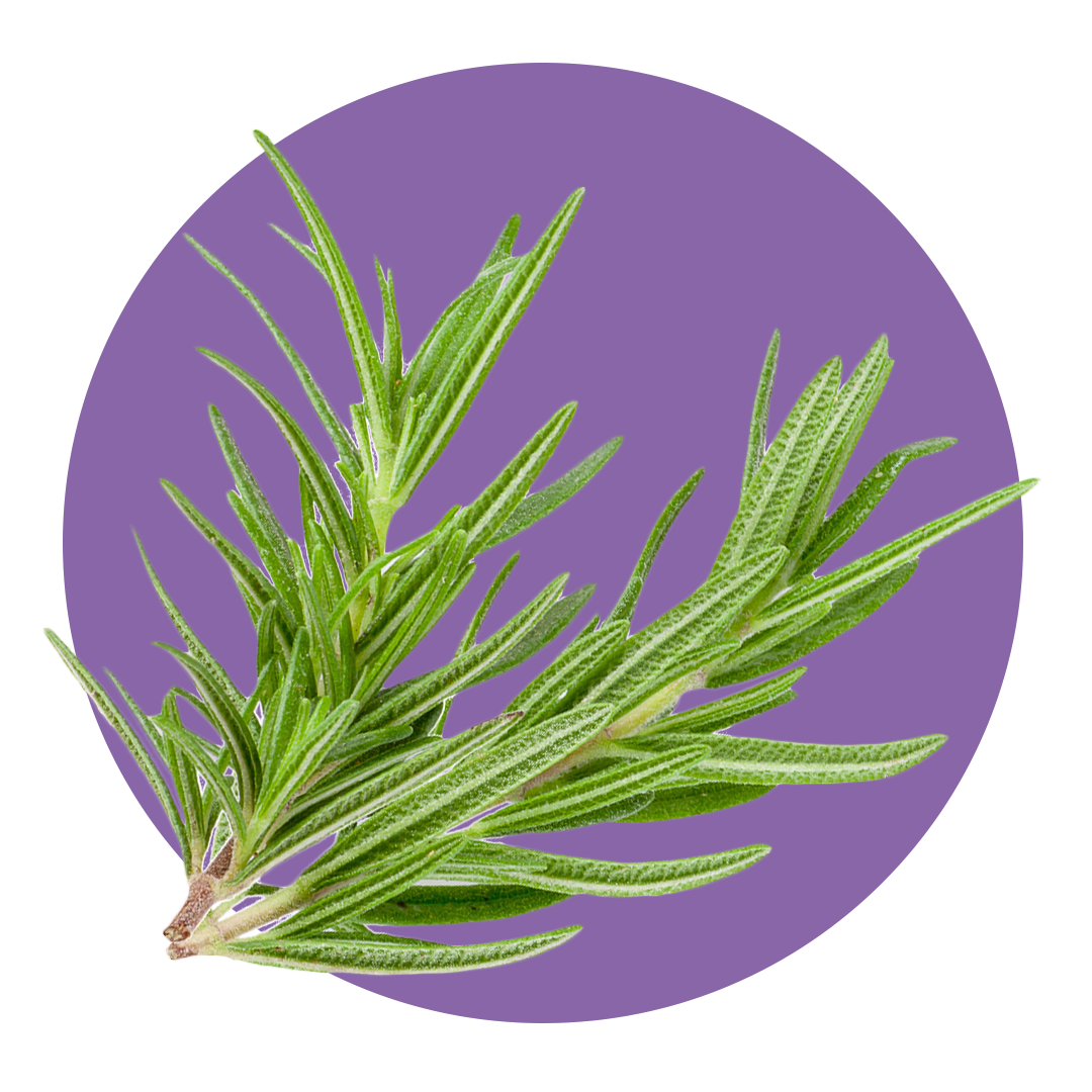 Fresh springs of rosemary