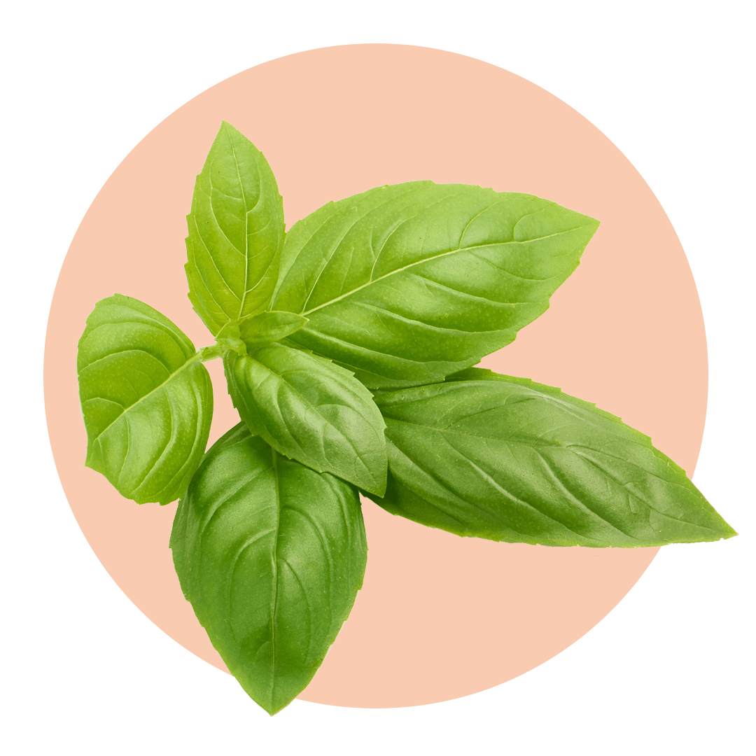 Luscious green basil leaves