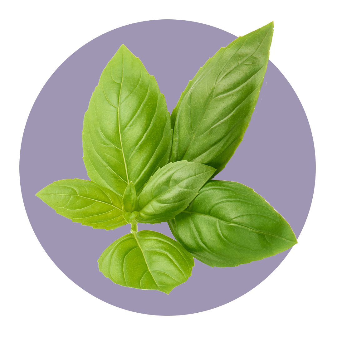 Luscious basil leaves
