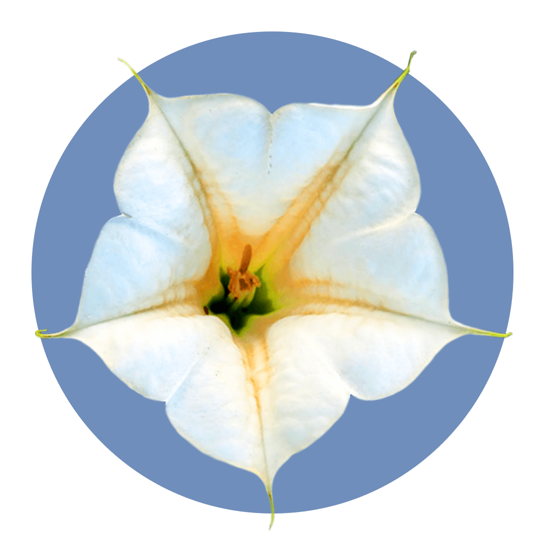 White moon lily flower with yellow center