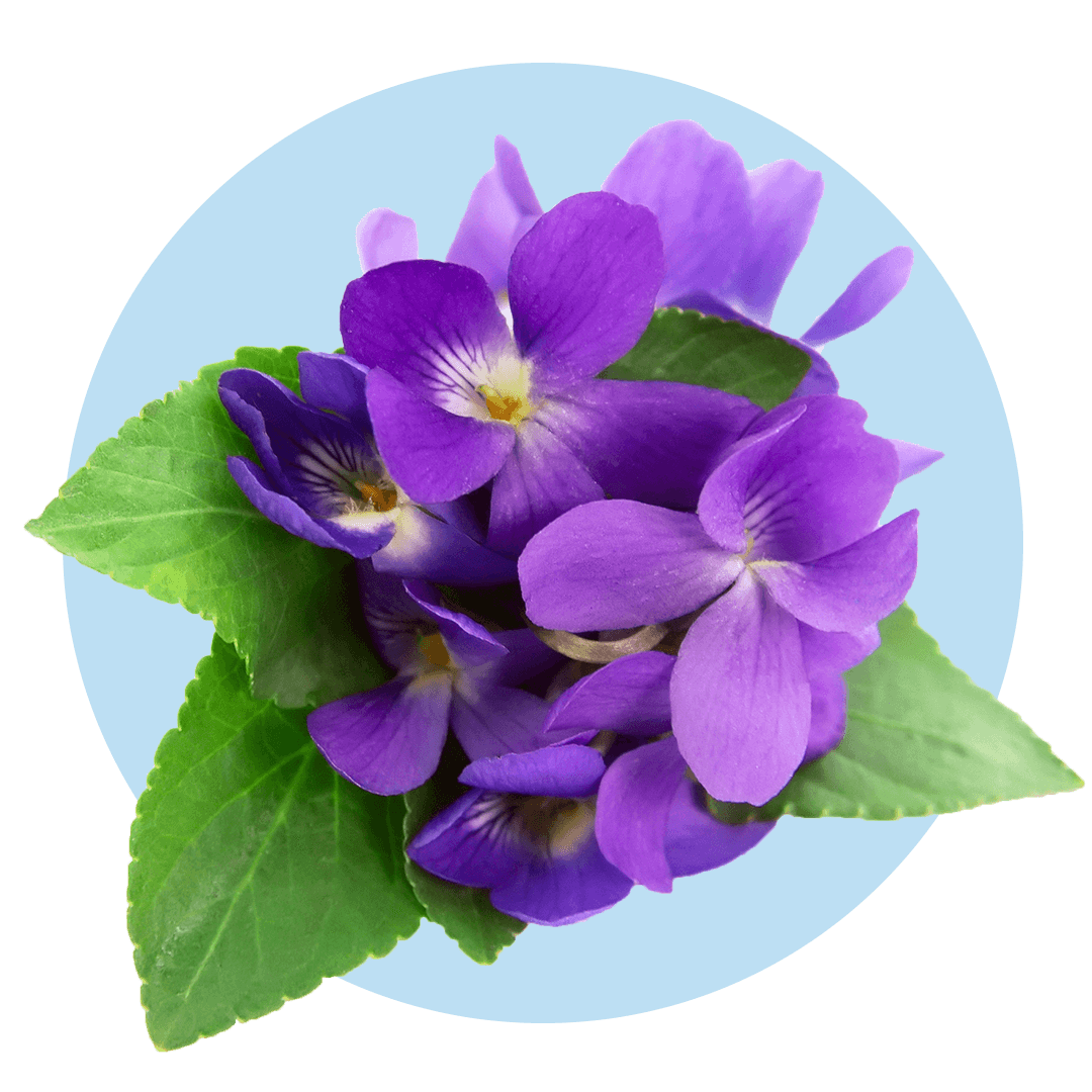 Violet Airy flower