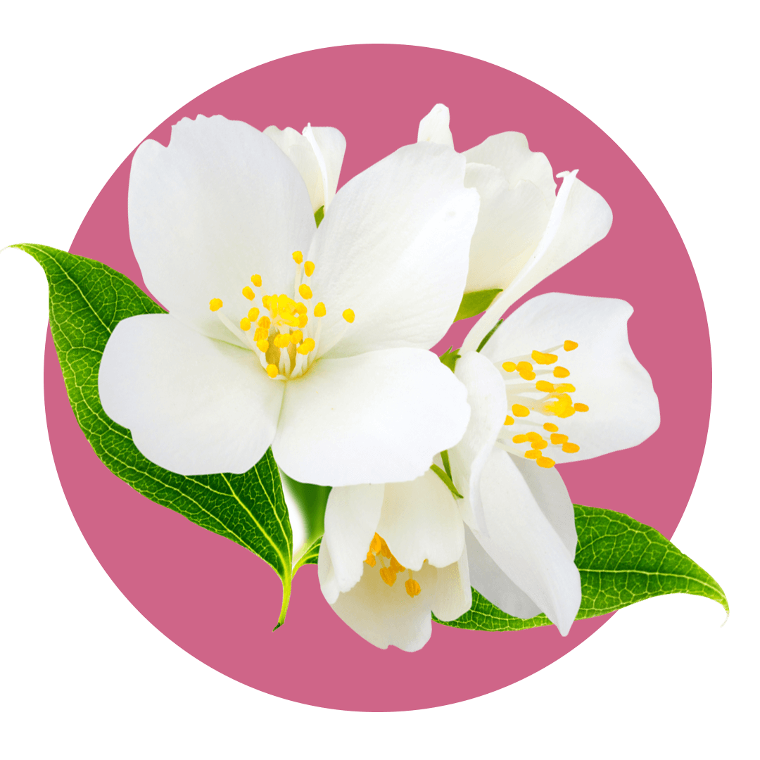 White jasmine flowers