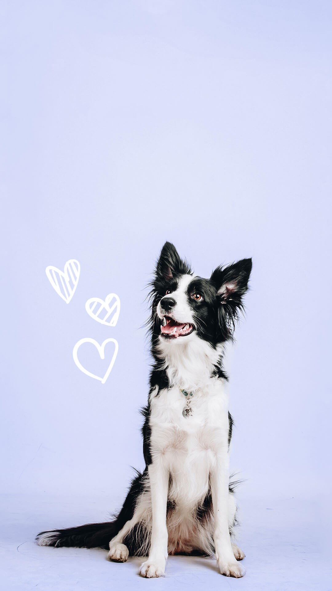 Dog with hearts