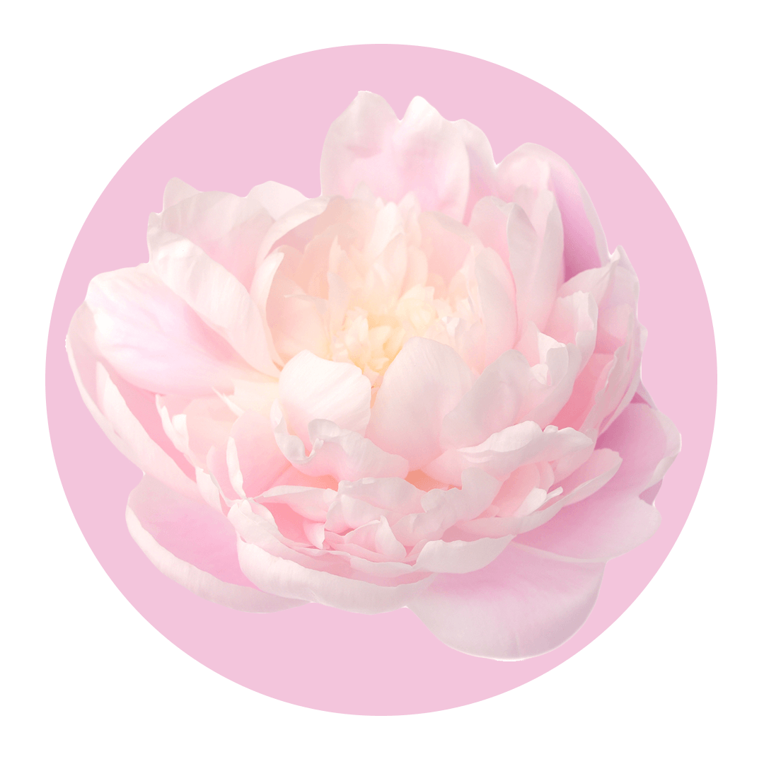 Pale pink peony