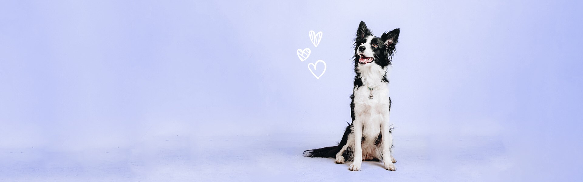 Purple background with dog and hearts