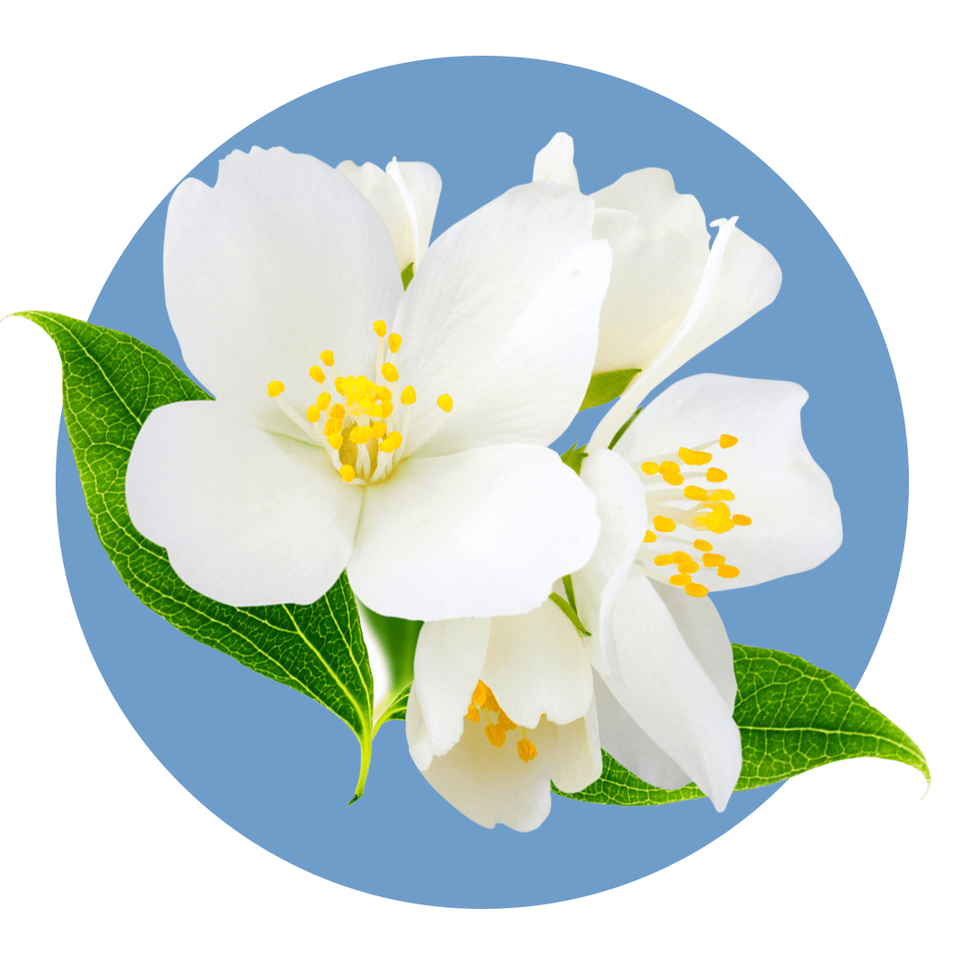 White jasmine flowers