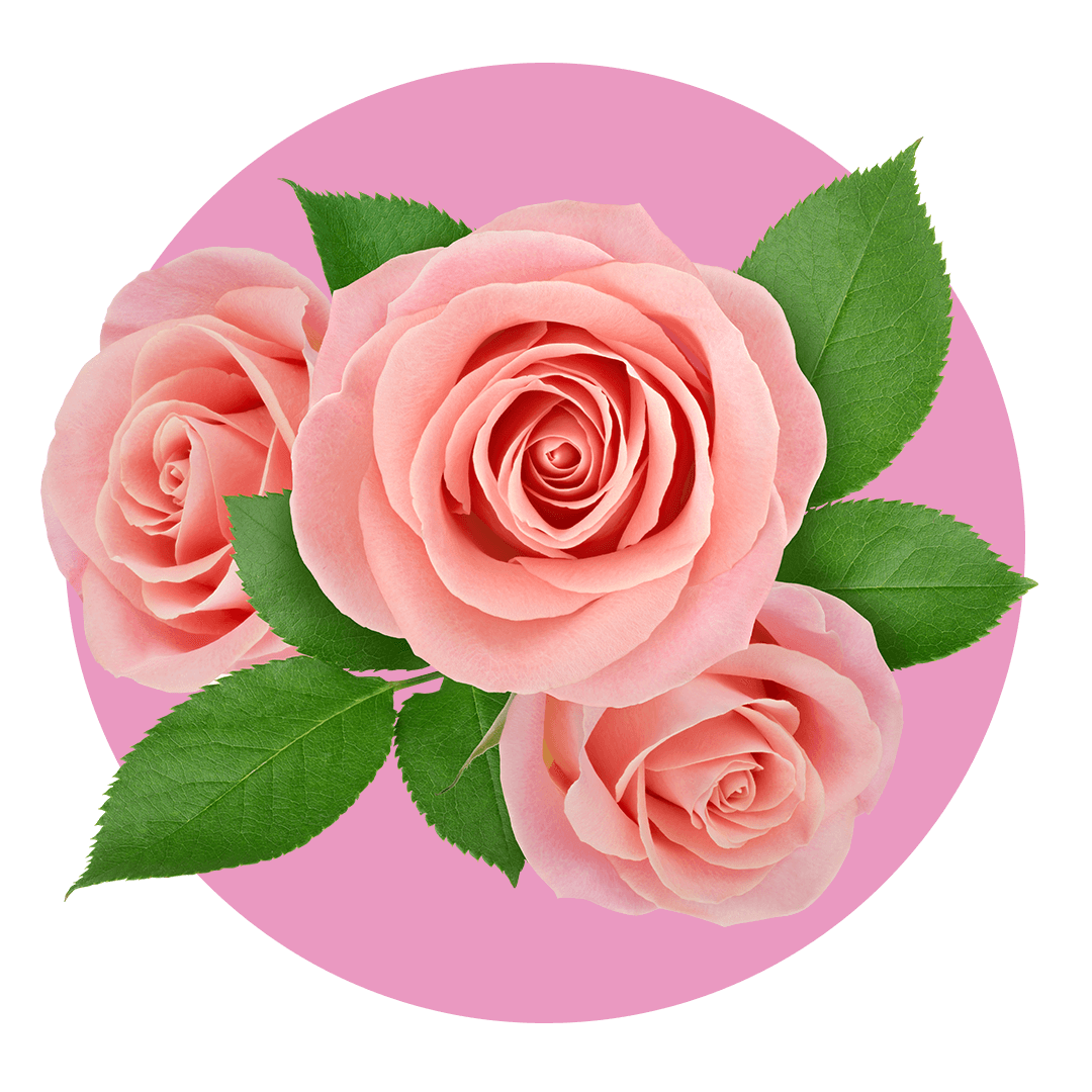 Three pink roses