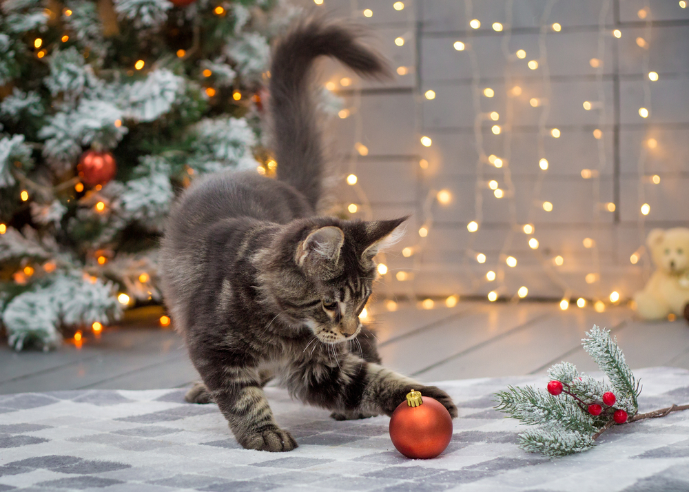 Cat under the Christmas tree