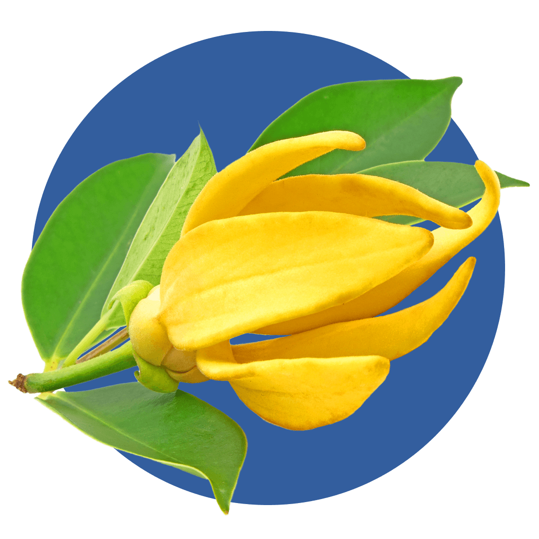 Yellow ylang ylang flower with green leaves
