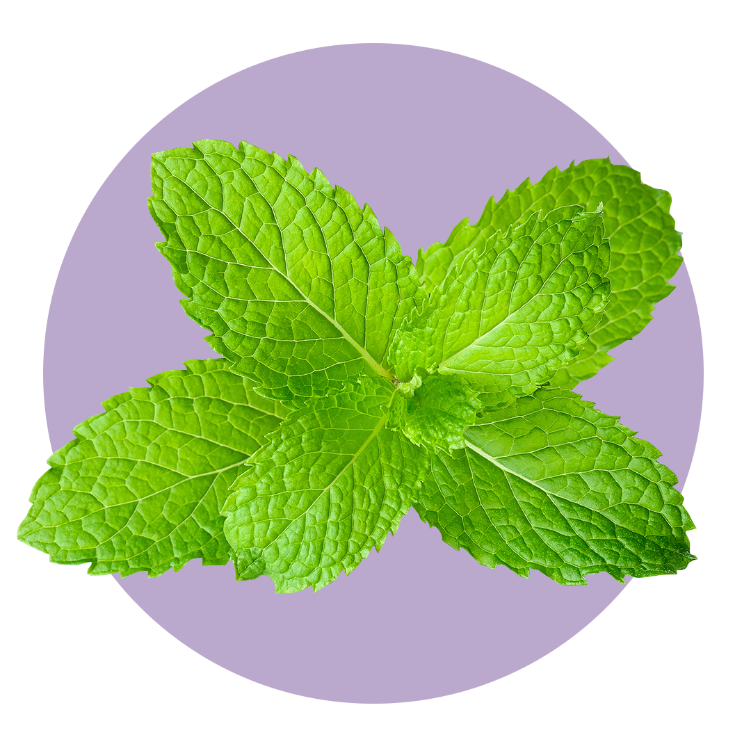 Mint leaves