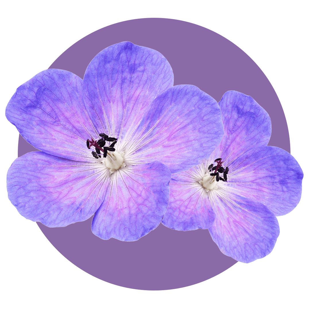 Purple geranium flowers