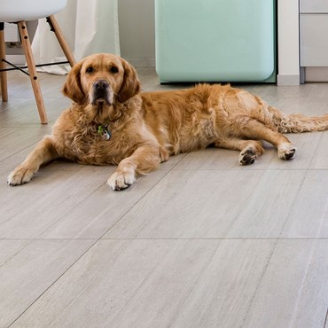Cleaning Pet Stains Odours From Hard Floors Zoflora Zoflora
