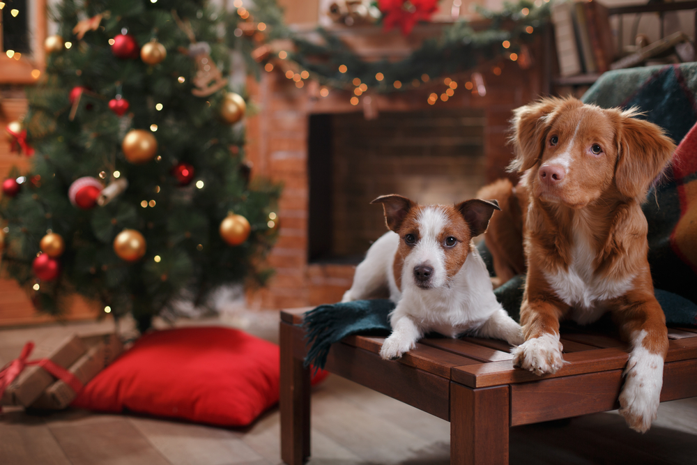 Dog and cat by Christmas tree