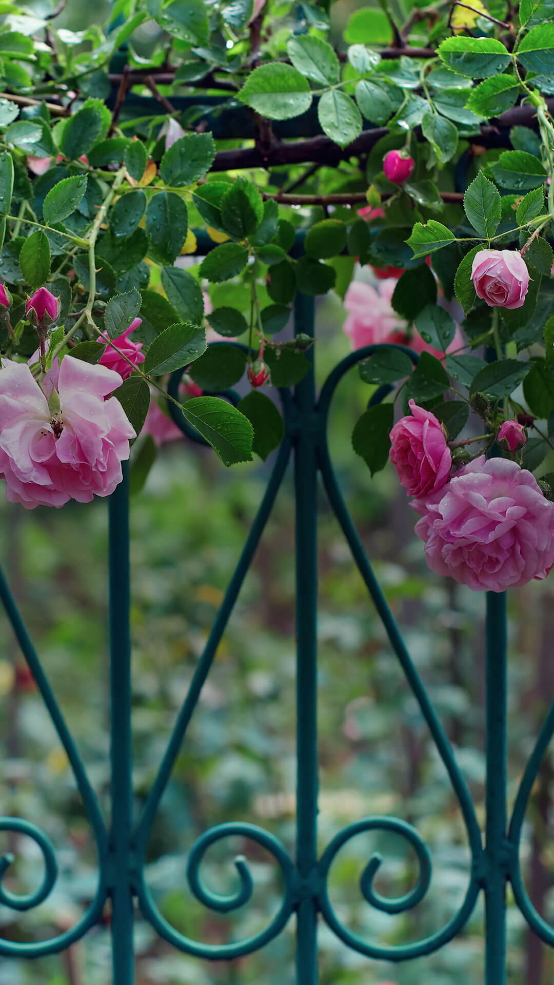 Portrait of roses hanging over cast iron gate
