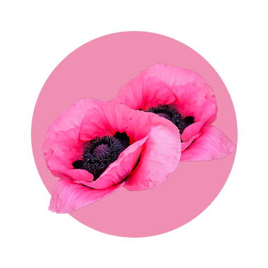 Poppy