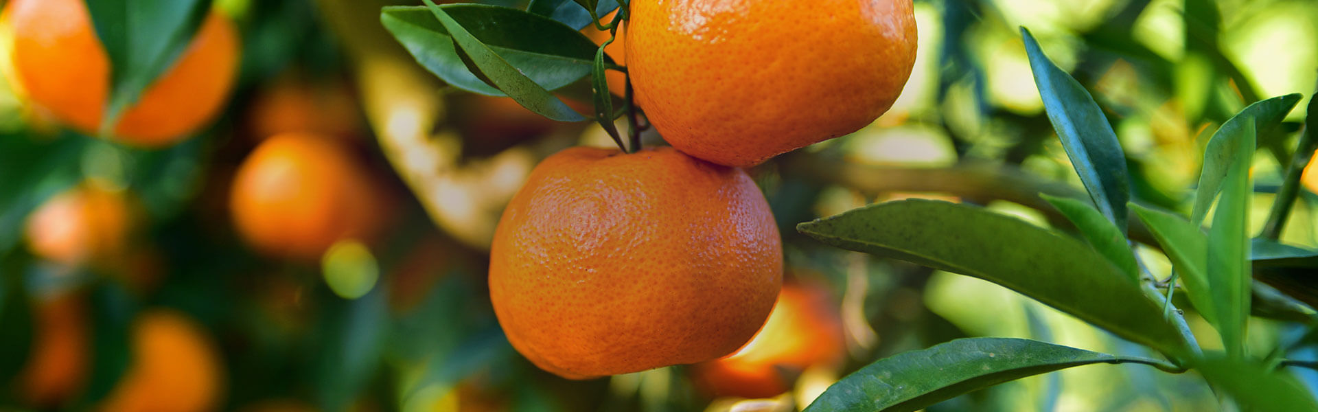 Mandarin & Lime Fragrant Multipurpose Disinfectant Zoflora