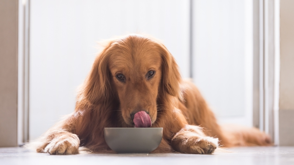 dog and dog bowl