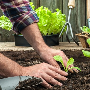 Man planting vegetables