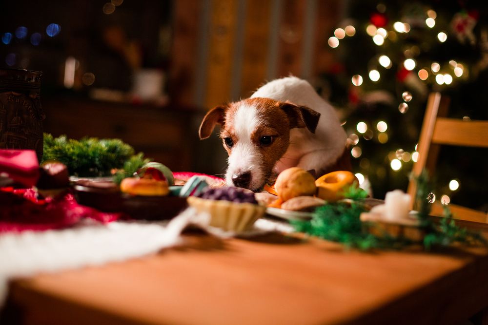 Dog eating Christmas dinner