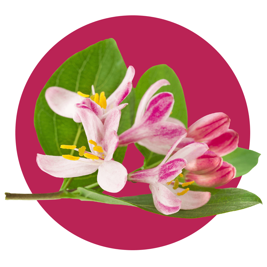 Pink honeysuckle flowers