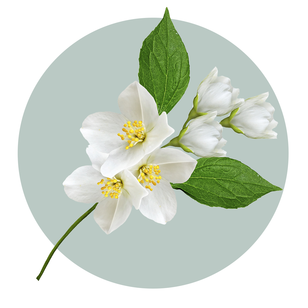 Jasmine Sprig