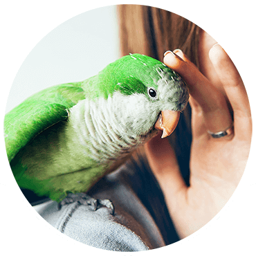 Hand stroking pet bird