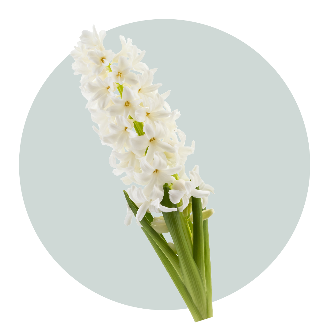 Hyacinth Stem