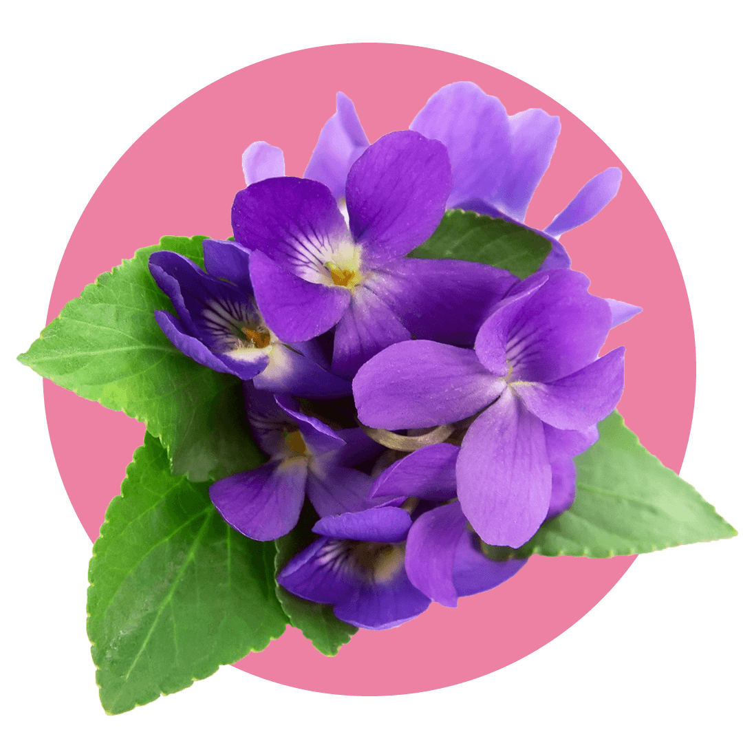 Violet flowers on green leaves