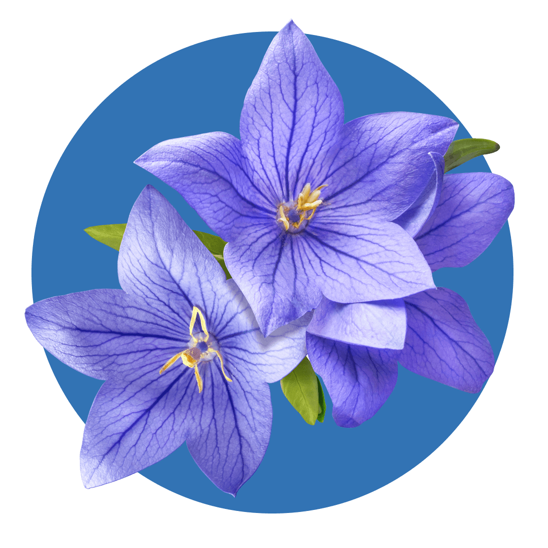 violet blue flowers